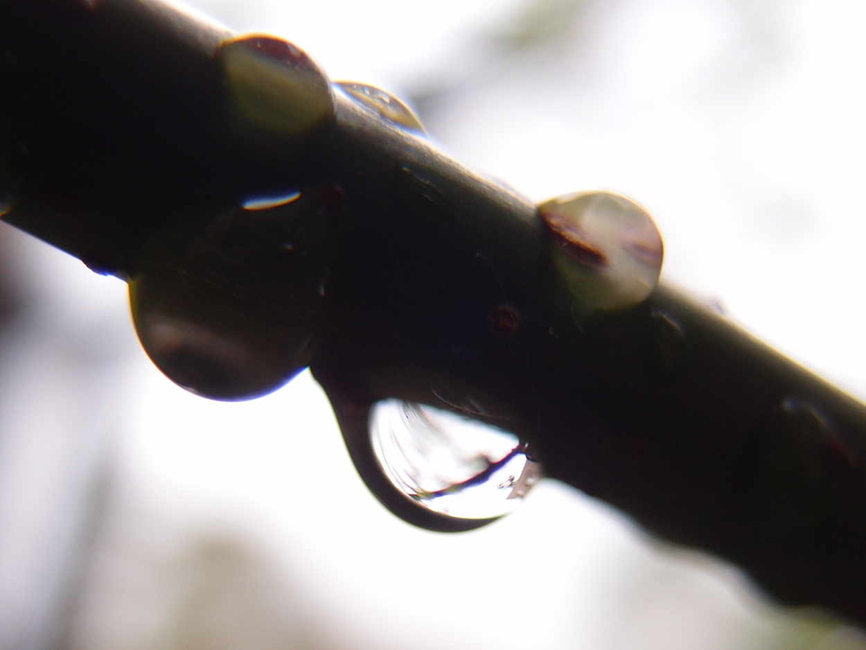 2019-08-18 Tropfen an Ästen